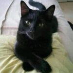 La Magia de los Gatos Negros: Símbolos de Salud y Bienestar