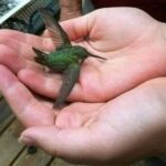 Significados Espirituales y Curativos de la Visita del Colibrí