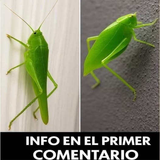 Insecto verde camuflado entre hojas