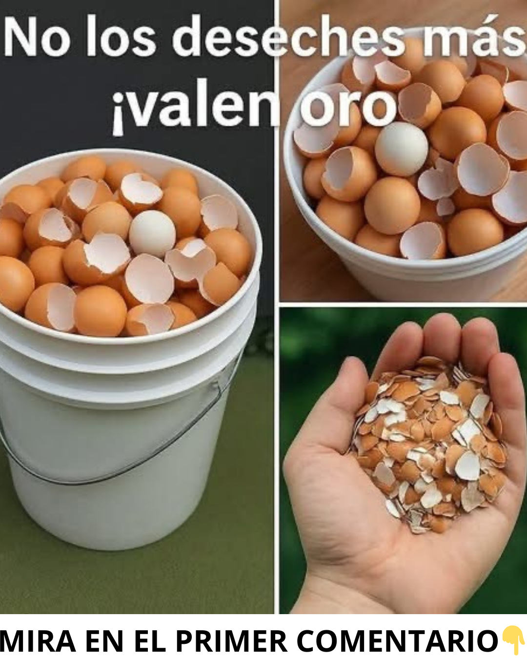 Cáscaras de huevo en un cubo y en mano