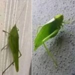 El Misterioso Katydid: Un Viaje por la Naturaleza en Tu Hogar