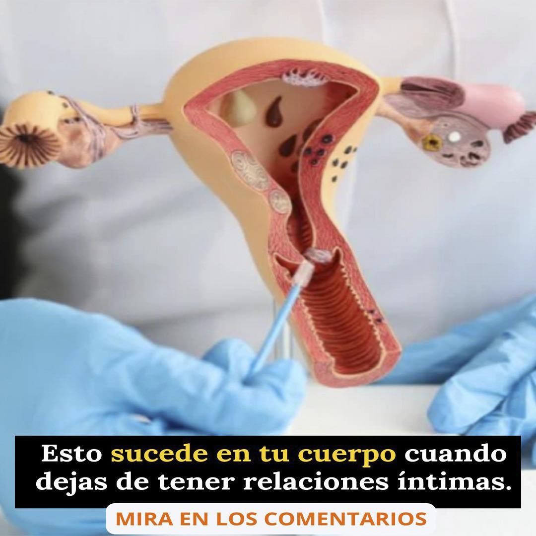 Modelo anatómico del aparato reproductor femenino