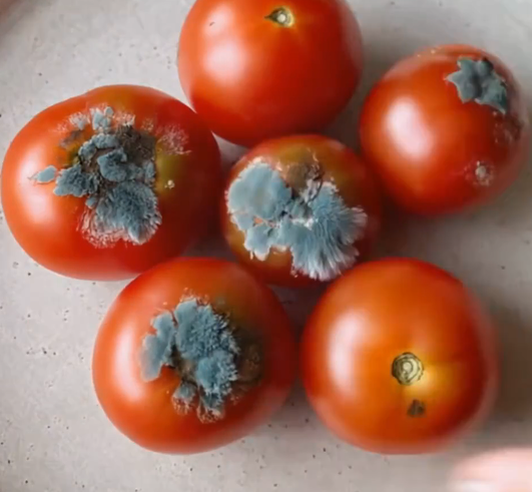 Salsa de tomates