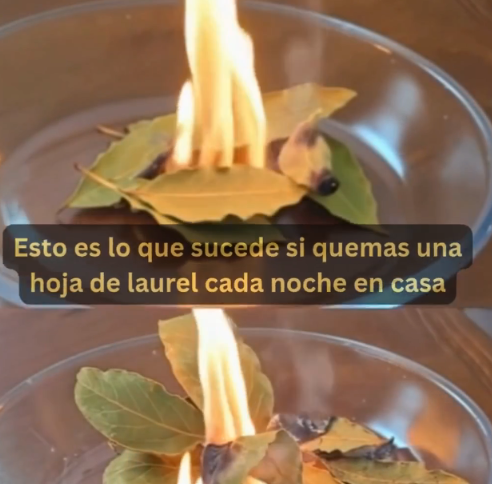Hojas de laurel quemadas
