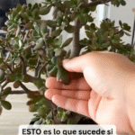 Descubre los Beneficios del Romero: Purificación y Energía Positiva en Tu Hogar