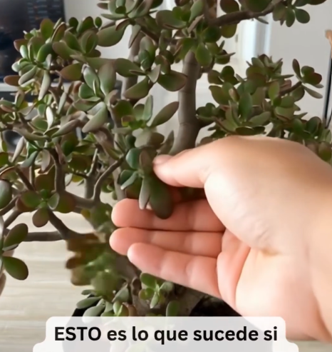 Quemar Romero para Purificar Espacios