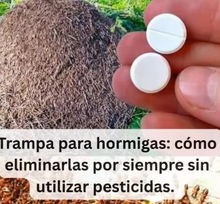 Trampa para hormigas