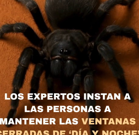 Arañas peligrosas en el hogar