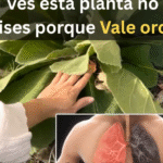 El Té de Flor de Gordolobo: Un Oro para Tu Salud Respiratoria