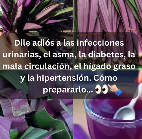 Beneficios del Maguey Morado