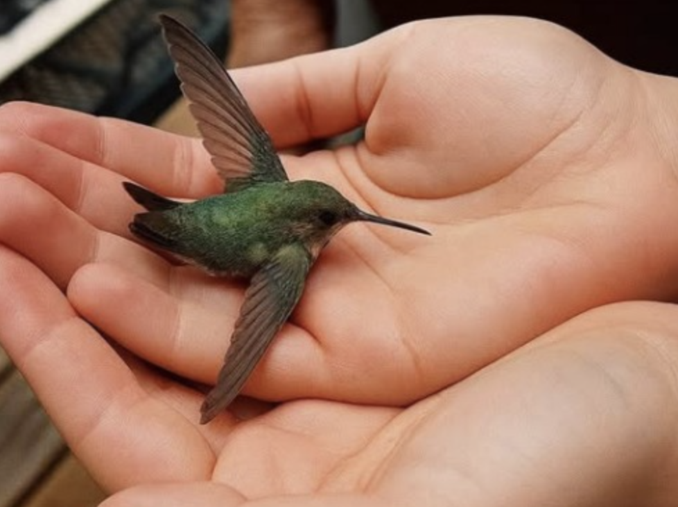 Colibrí