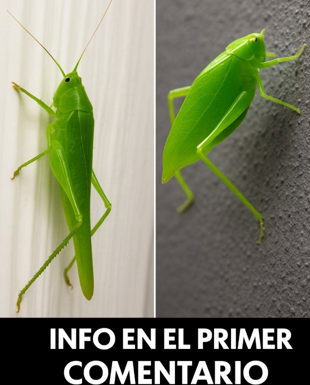 Insectos verdes sobre superficies verticales