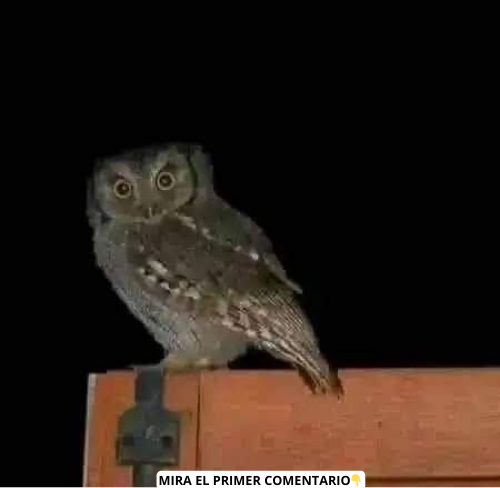 Lechuza en la oscuridad