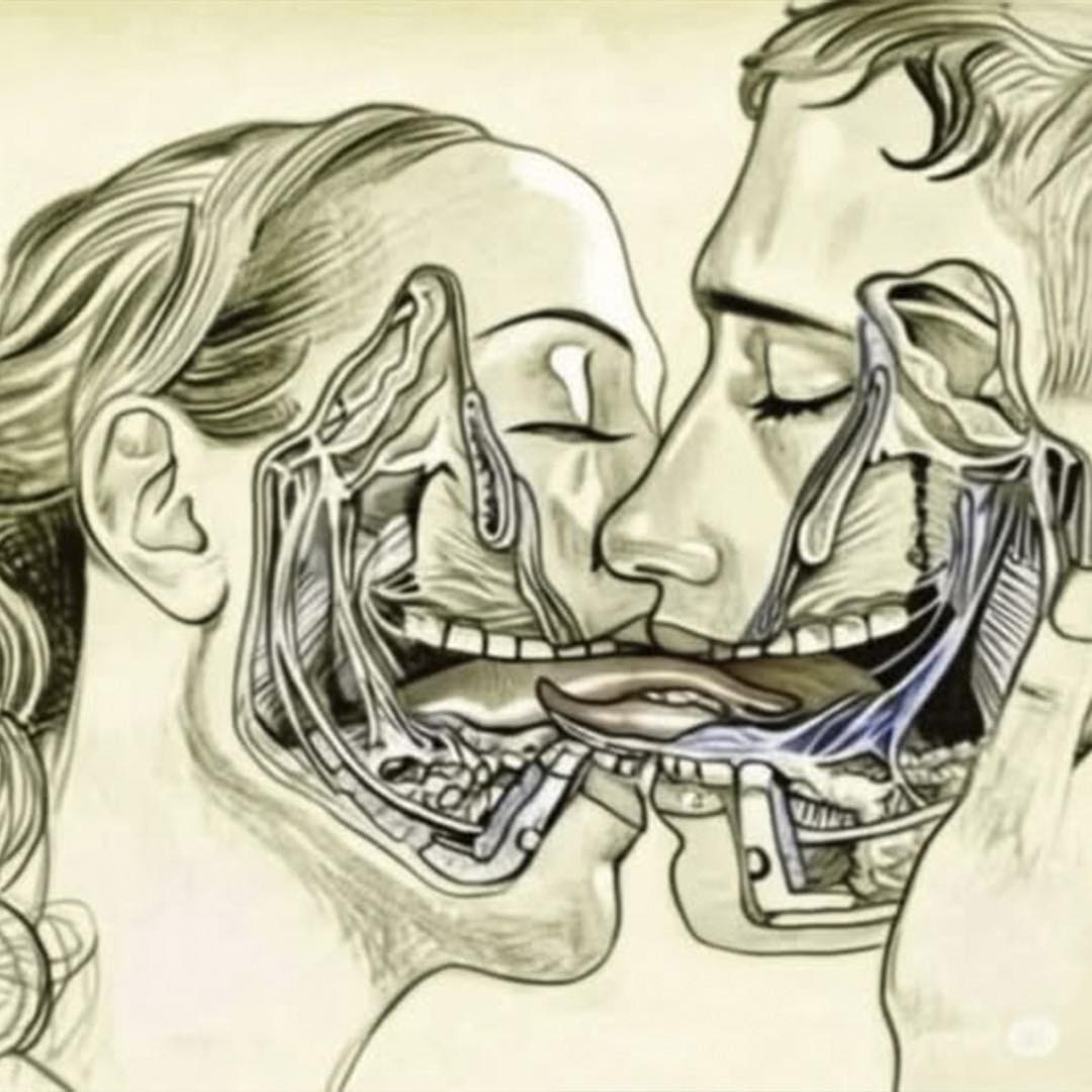 Corte transversal de personas besándose