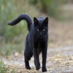El Misterioso Gato Negro: Significados y Creencias