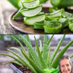 27 Beneficios del Aloe Vera: Descubre Cómo Usarlo para Mejorar Tu Salud