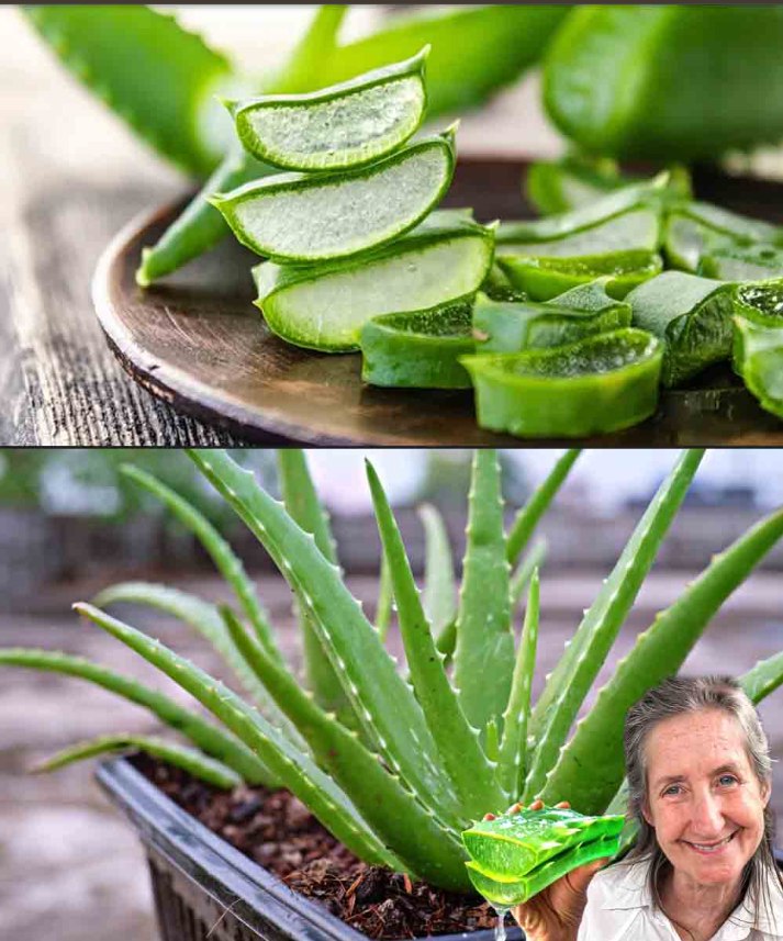Rodajas de aloe vera