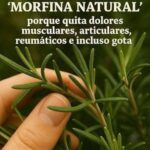 Romero: La Planta Médica Ignorada que Alivia Dolores