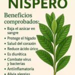 Los Asombrosos Beneficios de la Hoja de Níspero para la Salud