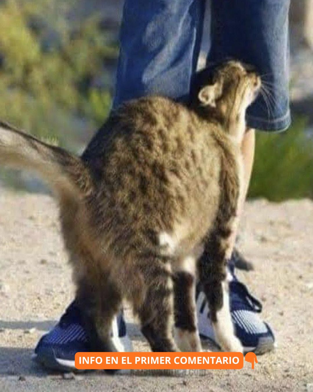 Gato frotándose contra las piernas de una persona