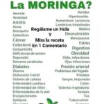 Beneficios de la Moringa: Receta Tradicional y Propiedades para Combatir más de 40 Afecciones