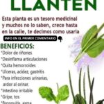 Maravilla Medicinal: Los Beneficios del Llantén