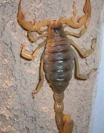 Escorpiones: Mensajeros de la Naturaleza y su Impacto en la Salud