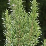 Los Incontables Beneficios del Romero para Tu Salud y Cocina