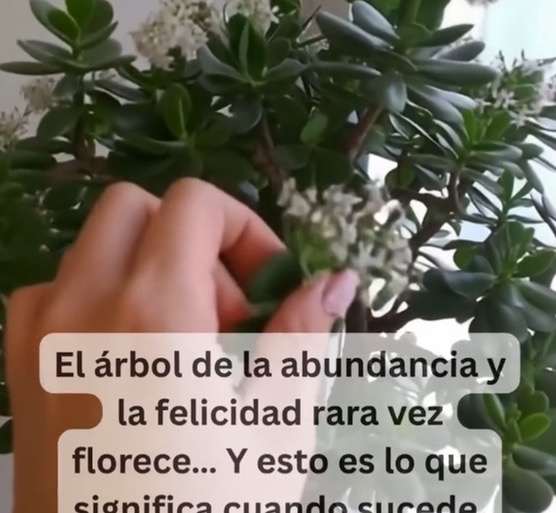 Árbol de jade floreciendo