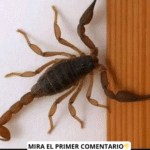 Cómo Evitar la Visita de Alacranes y Remedios Naturales