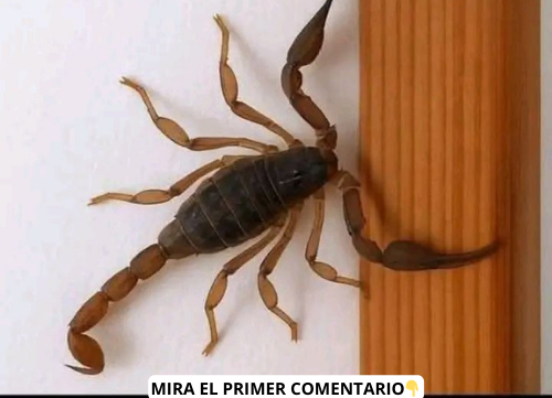 Alacrán en una pared