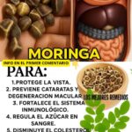 Moringa para la Vista: El Secreto Natural para Cuidar Tus Ojos y Mejorar la Visión
