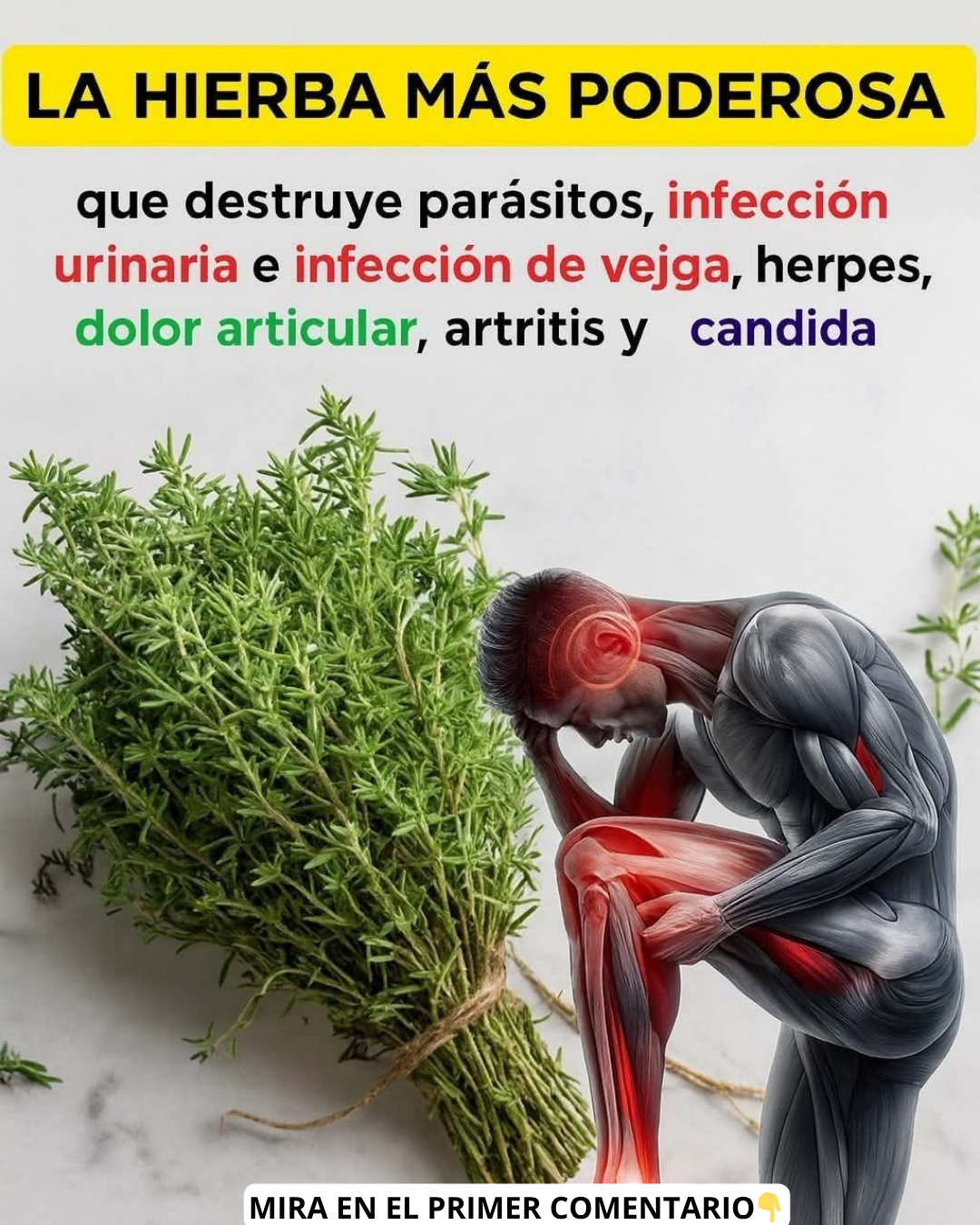 Hierbas medicinales y su relación con la salud