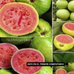 Increíbles Propiedades Medicinales de la Guayaba