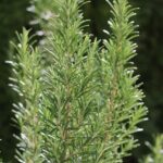 Los Impresionantes Beneficios del Romero para la Salud y la Cocina