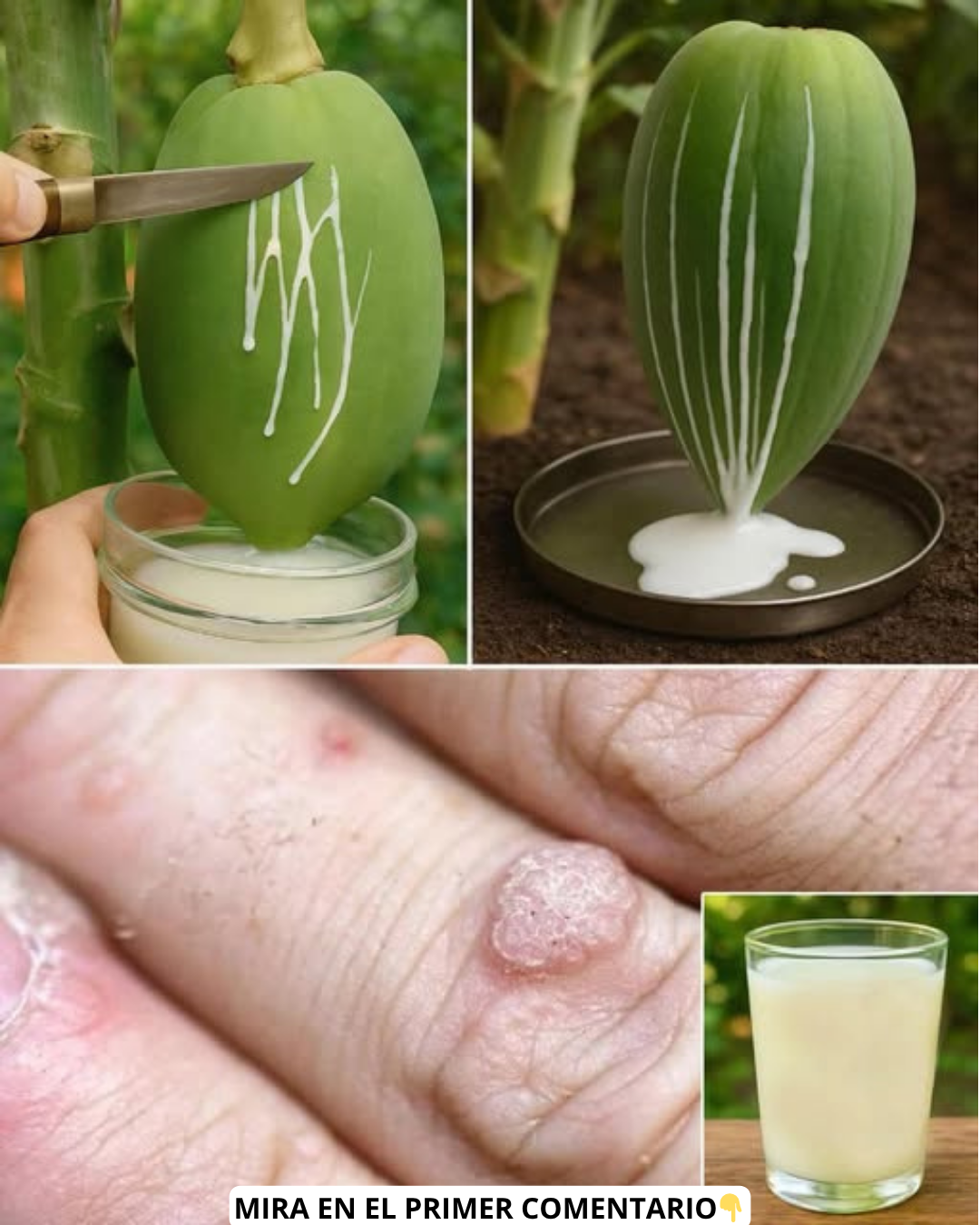 Savia de papaya como remedio natural