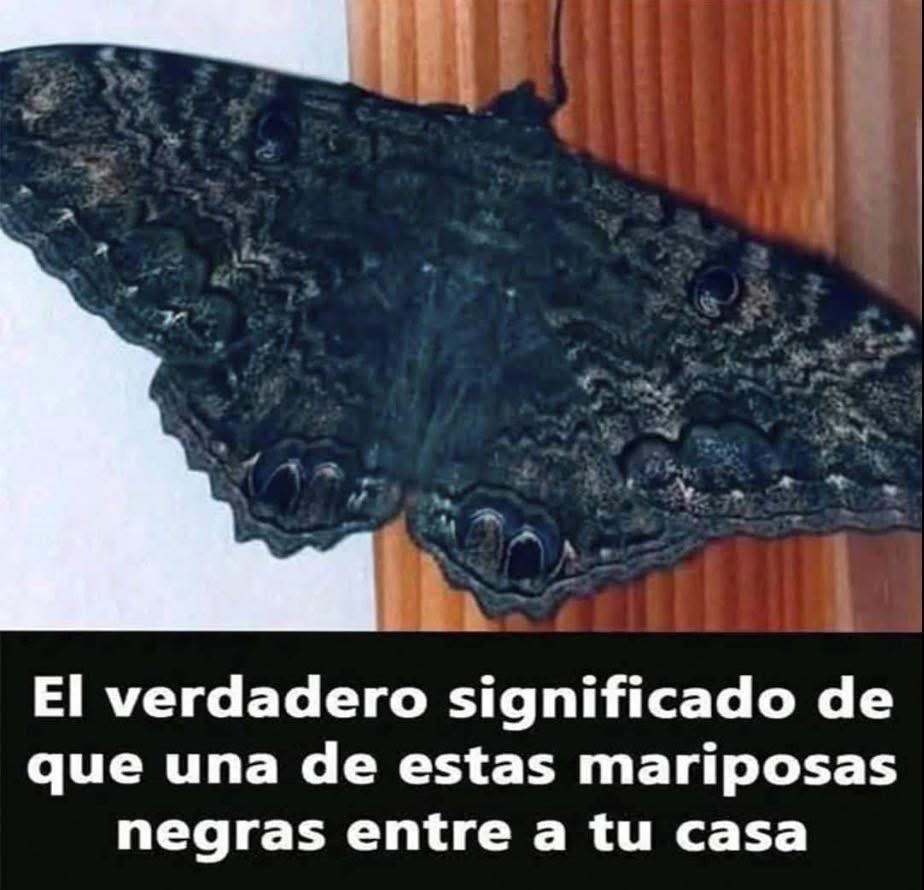 Mariposa Negra