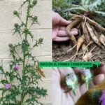 Cardo Mariano: Un Tesoro Natural para tu Salud