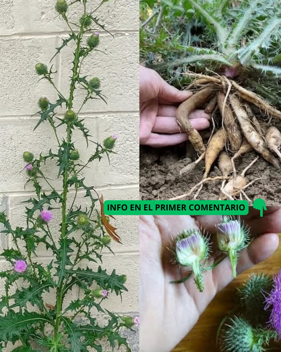 Partes útiles del cardo mariano