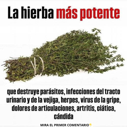 Tomillo, la hierba potente