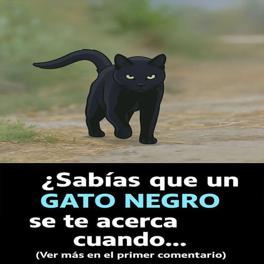 El Misterio de los Gatos Negros: ¿Qué Significa Su Acercamiento?
