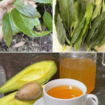 Poder Oculto de las Hojas de Aguacate: Beneficios y Recetas Naturales