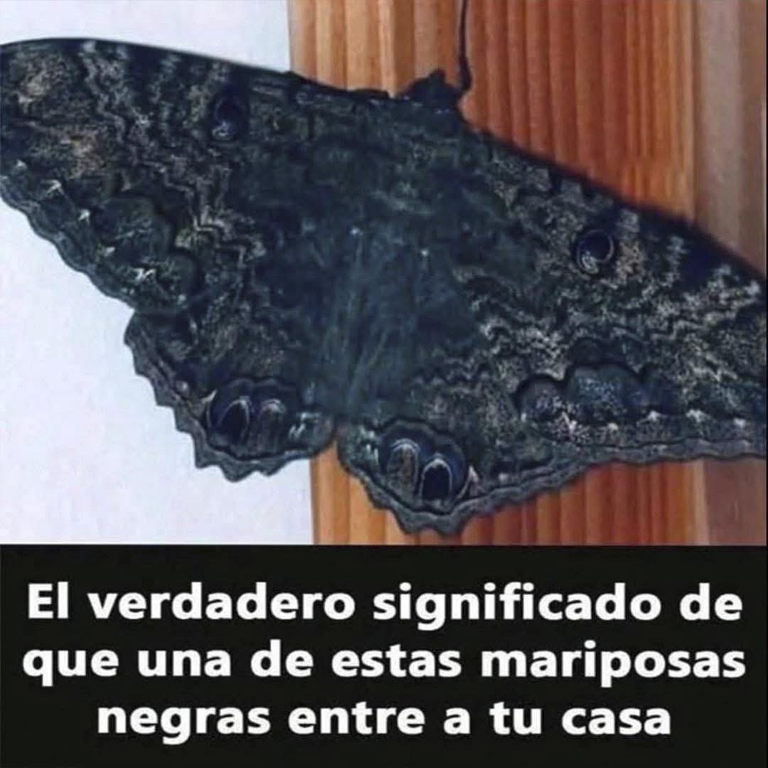 Mariposa negra posada sobre una superficie