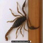 Los Alacranes: Comportamientos, Hábitos y Cómo Protegerte de Ellos