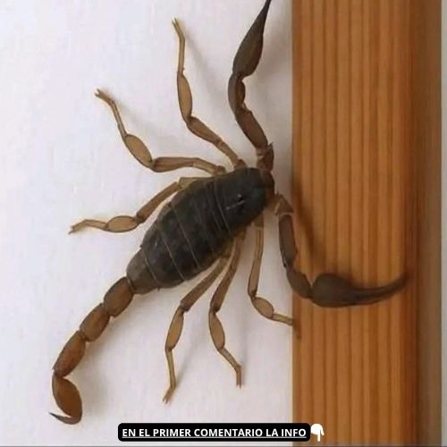 Escorpión en la pared
