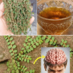 Creciendo Salvaje: Los Múltiples Usos de la Gobernadora (Phyllanthus niruri)