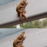 La Lagartija en Tu Hogar: Significado y Beneficios