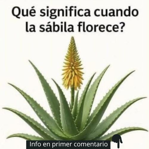 Sábila floreciendo
