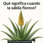 ¿Qué Significa Cuando la Sábila Florece? Significado y Beneficios