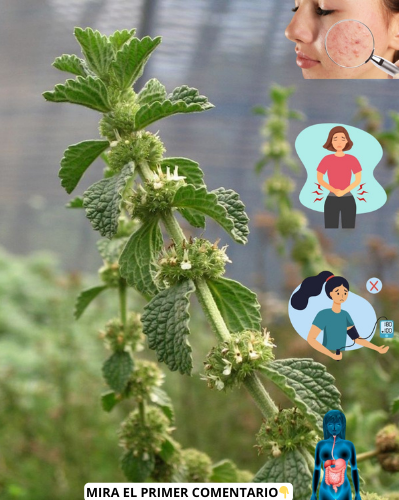 Descubre el Marrubio Blanco: La Planta Milagrosa que Tienes en Tu Jardín